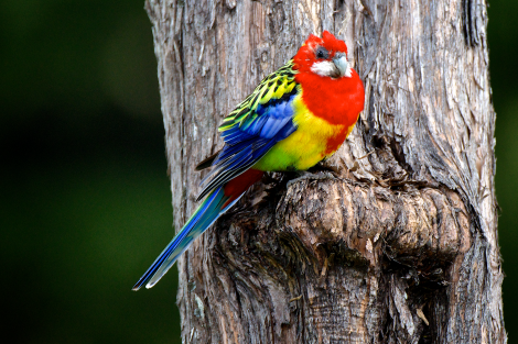 rosella eastern feasey les zealand orongo russell kanuka bay adult male september